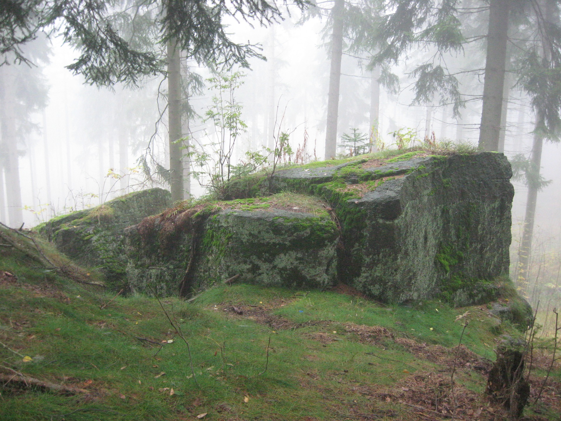 forest-2461267_1920