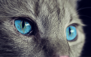 cat-g44bf7f900_1920