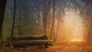 fall-gc53c2d5cd_1920