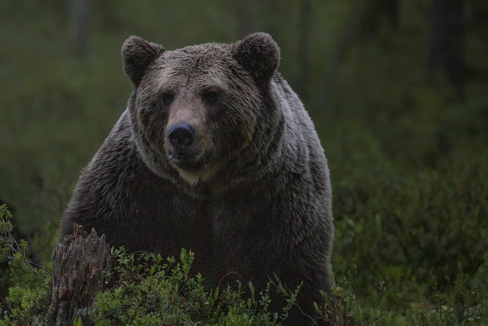 bear-gb0c247c84_1920