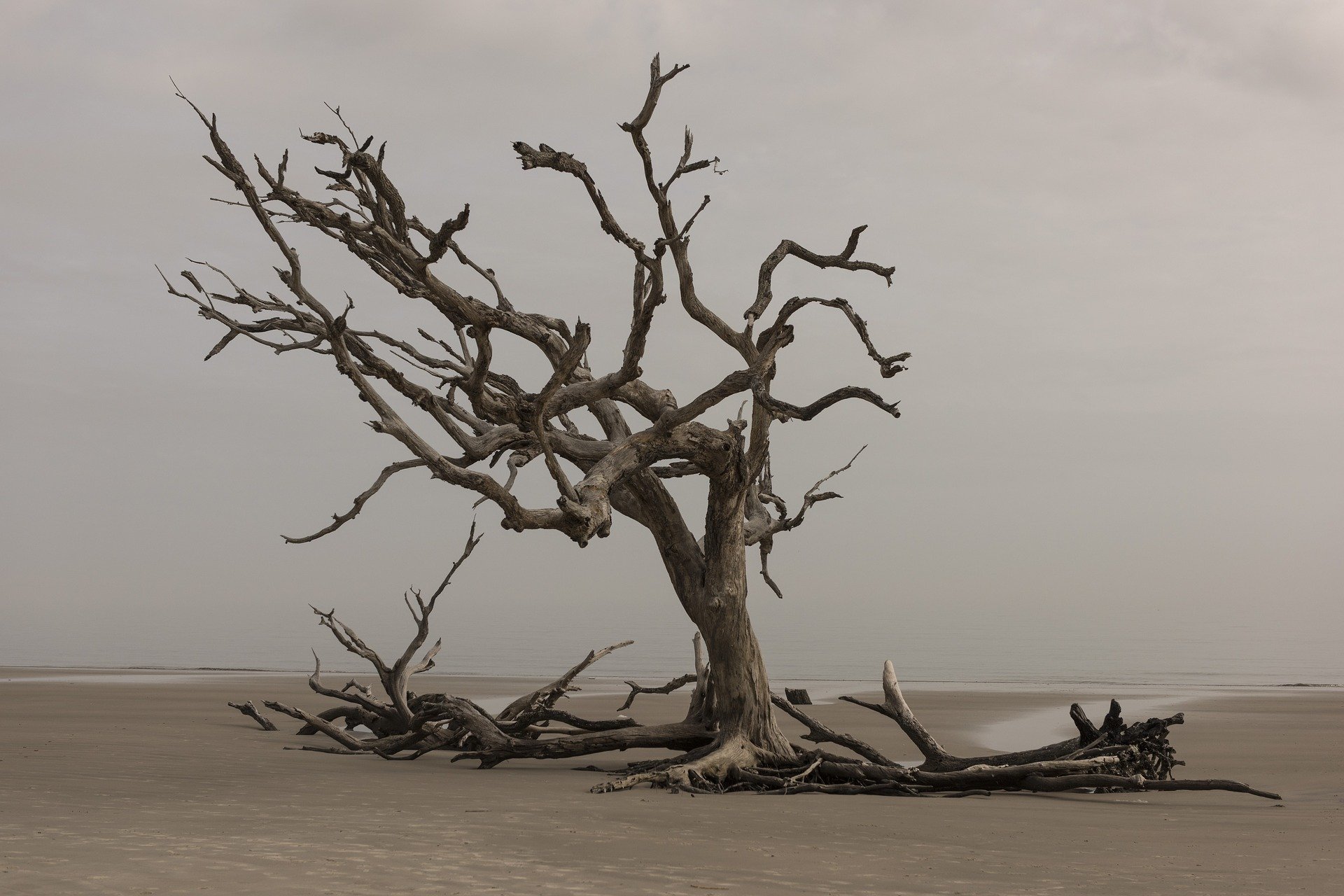 tree-g2d18956fd_1920
