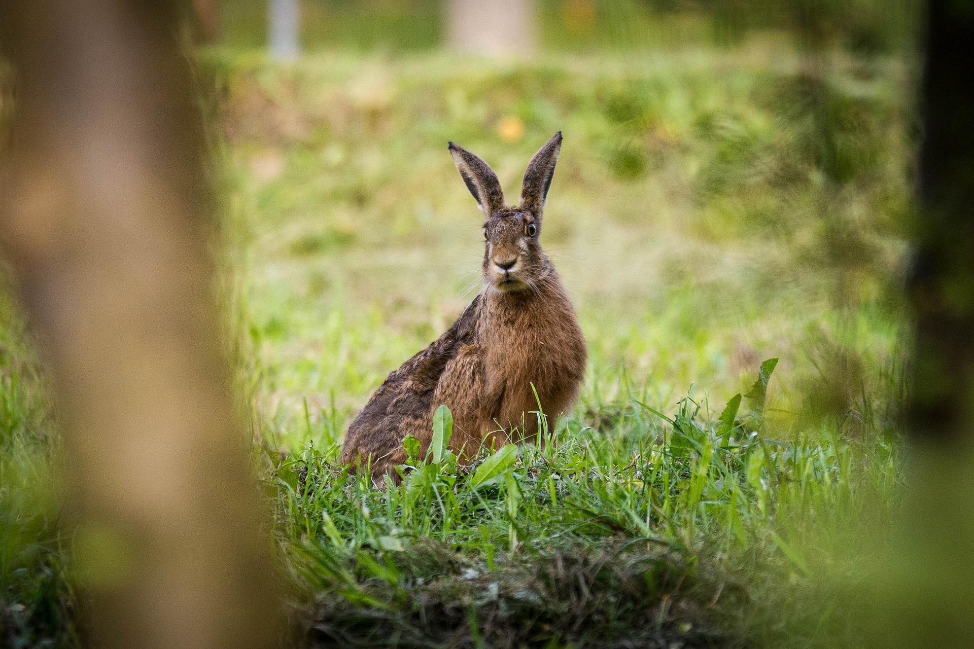 hare-g59fb89eae_1920
