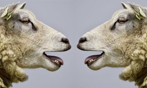 165106-sheep-2372148