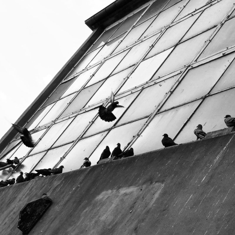 Duvor på en fasad - Studio Caro-lines