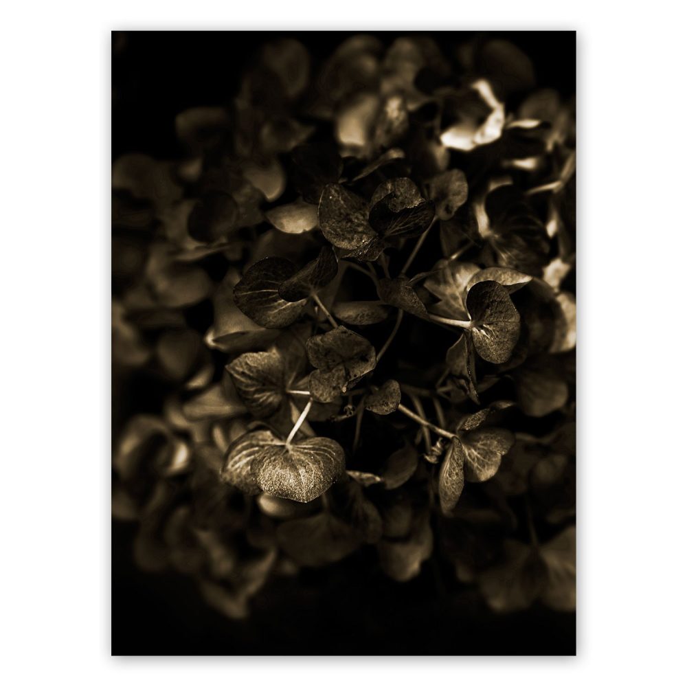 Gyllene hortensia - Studio Caro-lines