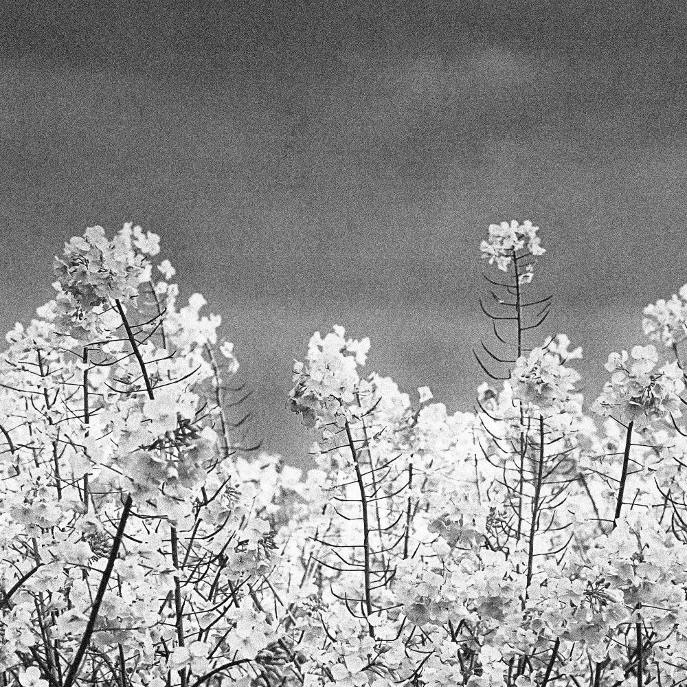 Fält av rapsblommor - Studio Caro-lines