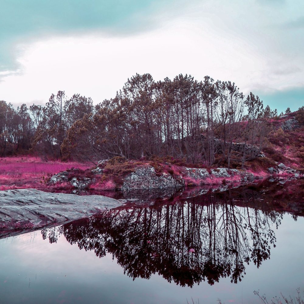 Pink lake - Studio Caro-lines