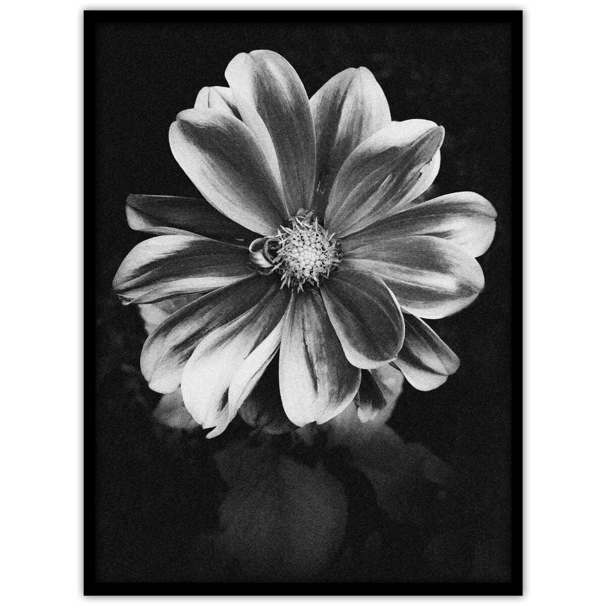 Poster med ett fotografi av en dahlia: "Nightflower"