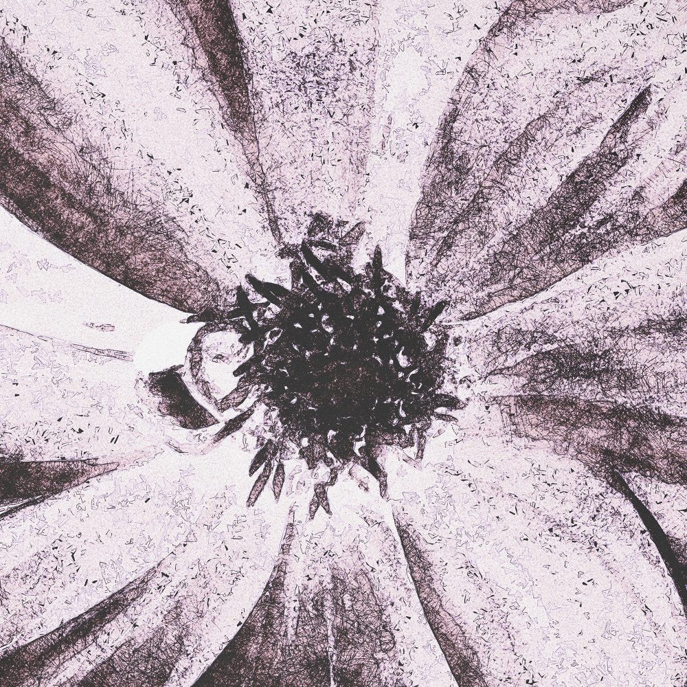 Illustration / photograph of a pink dahlia