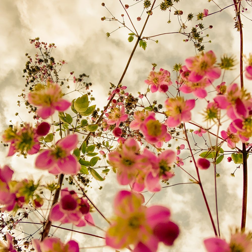 poster med rosa blommor | fotografi