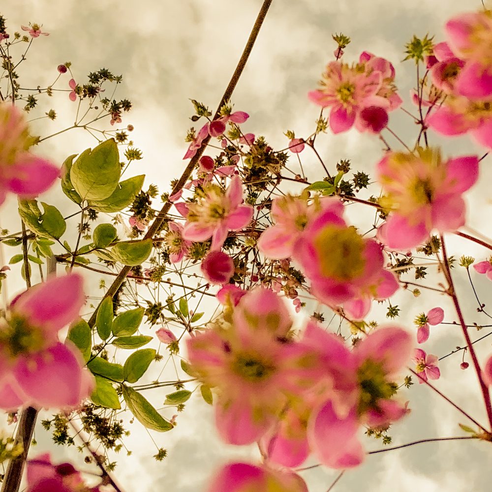 poster med rosa blommor | fotografi