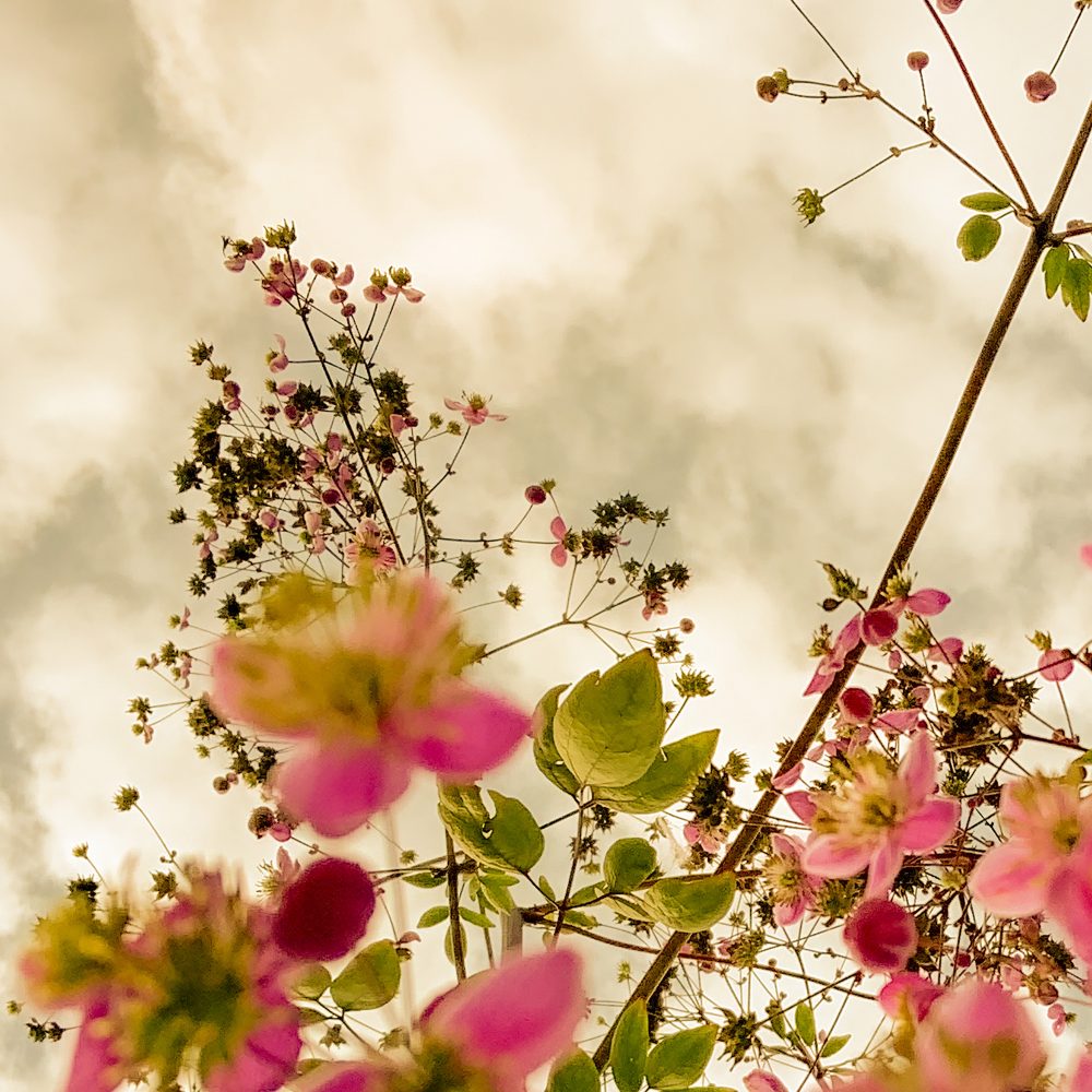 poster med rosa blommor | fotografi