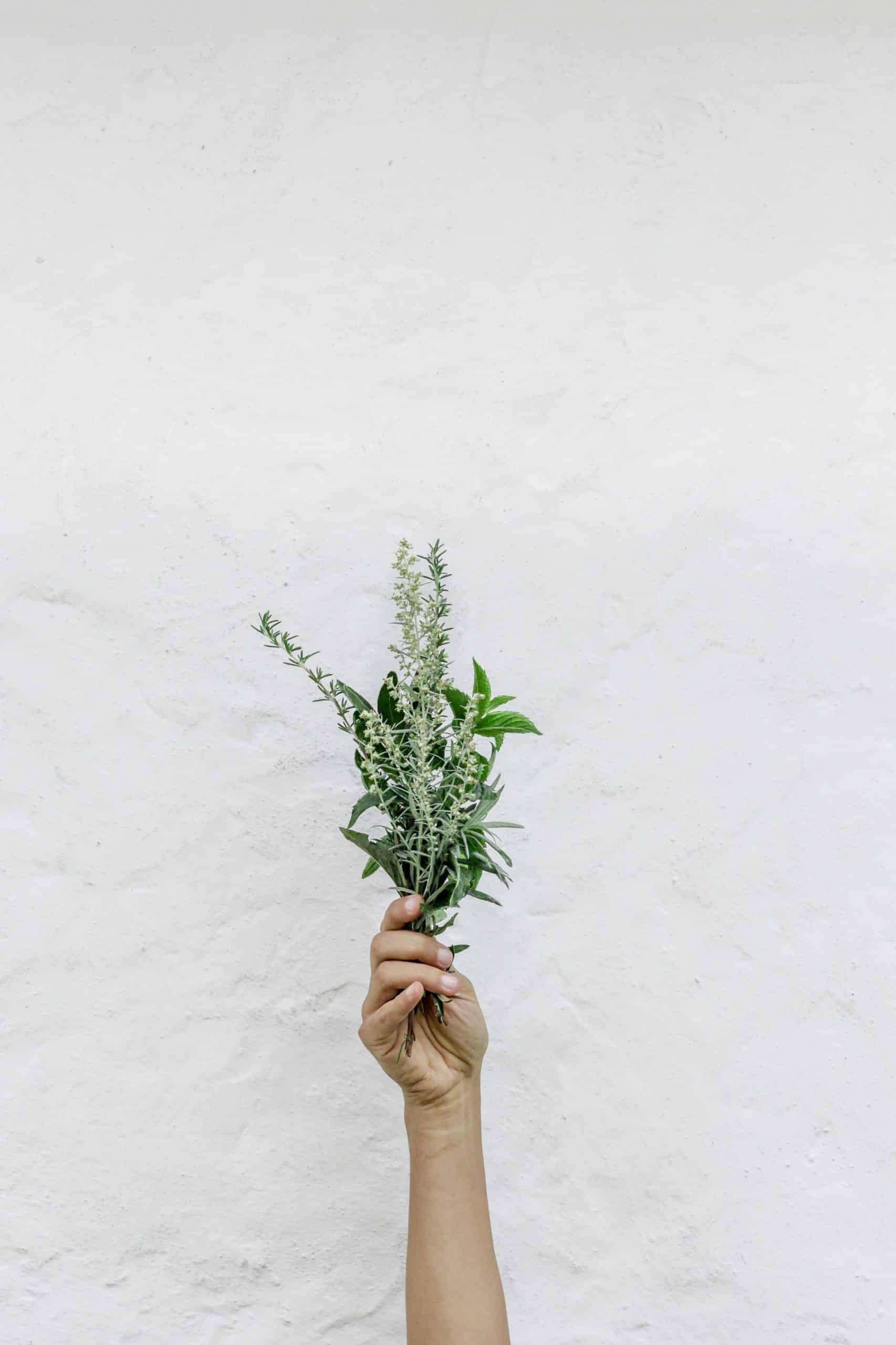 En persons hand som håller ett gäng färska gröna och vita växter mot en texturerad vit vägg. växterna innehåller olika blad och små blommor, vilket skapar en naturlig och enkel estetik.