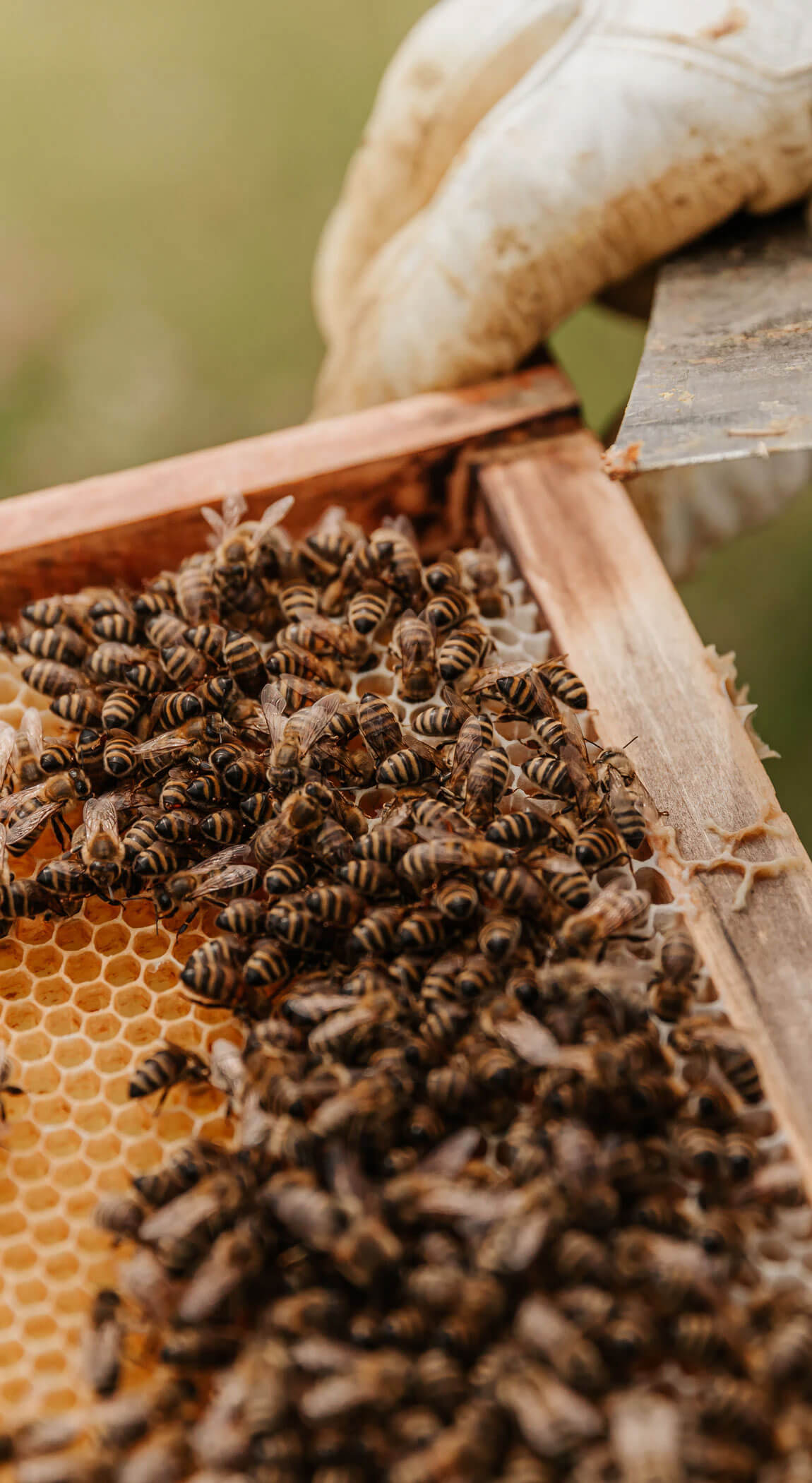Beekeeping farm-bees