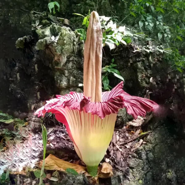Amorphophallus titanum flower in bloom in the jungle of Bukit Lawang