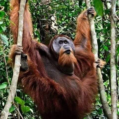 Male orangutan holding on to two trees with both hands and feet