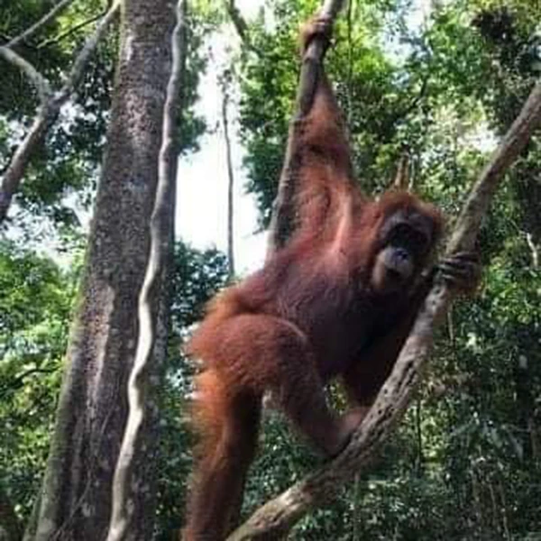 Orangutan-in-tree