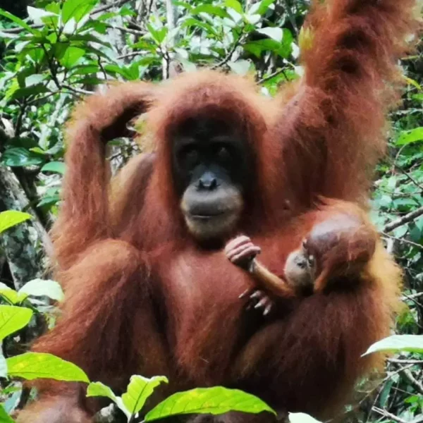 Orangutan mother and baby looking at the person taking the picture