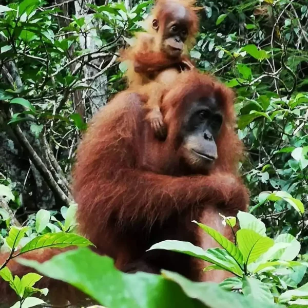 Orangutan mother carrying her child on her shoulders