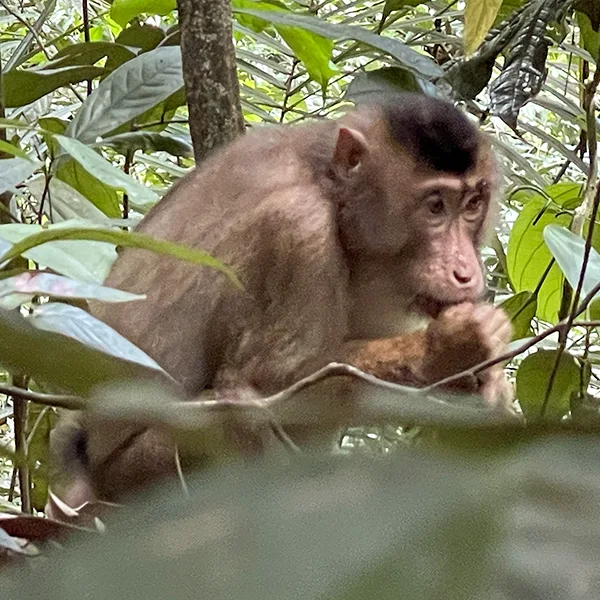 A macaque monkey nestled in the dense foliage of Sumatra's rainforest, munching thoughtfully on a treat in its natural environment.