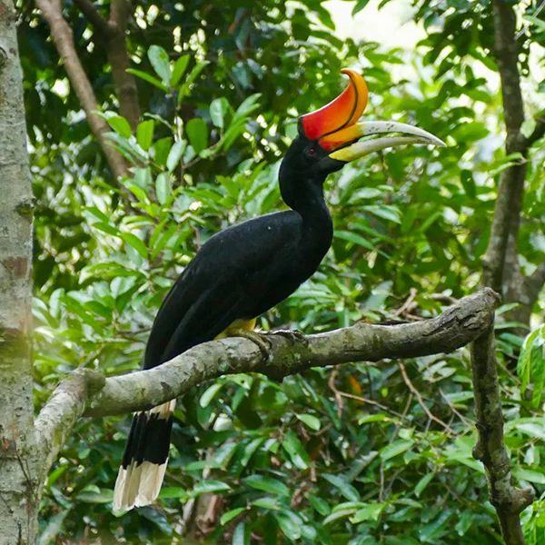 Sumatran hornbill perched on a branch against a backdrop of dense green foliage in the sumatran rainforest, showcasing its distinctive large yellow and red beak