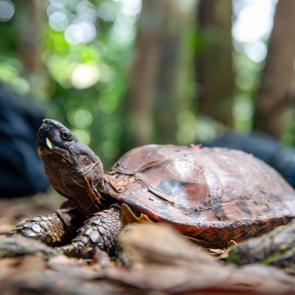 tortoise crawling on forest floor amidst fallen leaves with the bokeh effect of sunlight filtering through the sumatran jungle canopy