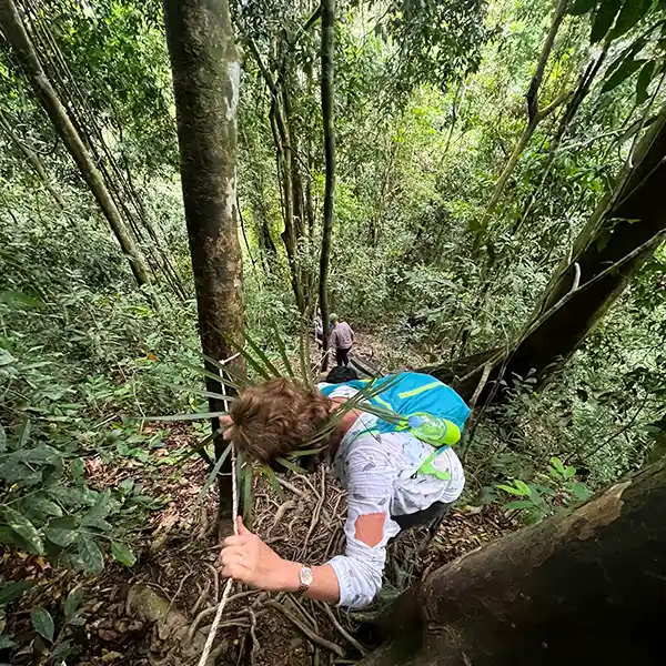Trekker navigating a steep descent in the dense Sumatran jungle, using a robe for support