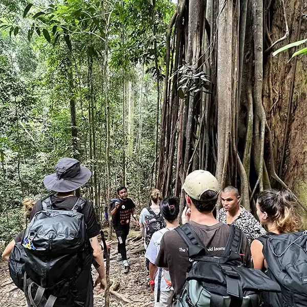 Group of hikers following a guide through the lush greenery of the Sumatran jungle, with a large strangler fig in the background.