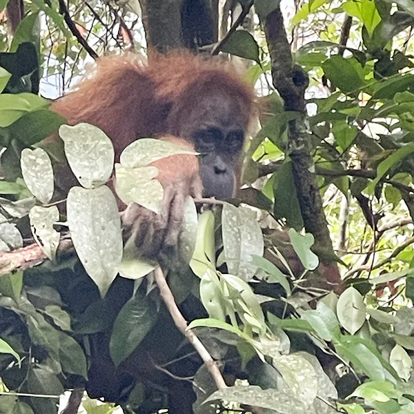 Sumatran orangutan peeking through the foliage in its natural habitat, with a thoughtful expression.