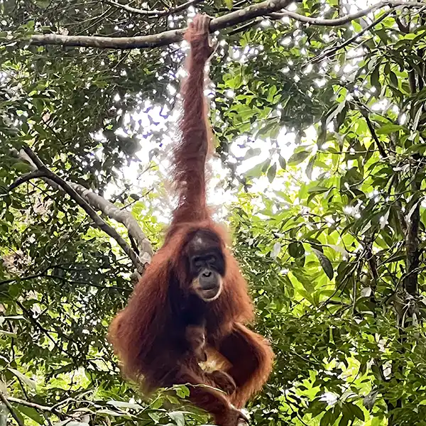 Majestic Sumatran orangutan swinging from a tree with one arm extended overhead, surrounded by lush jungle foliage.