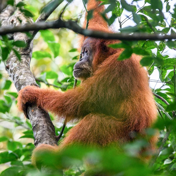 Contemplative Sumatran orangutan perched in a tree, its gaze lost in the distance amid the dense jungle greenery.