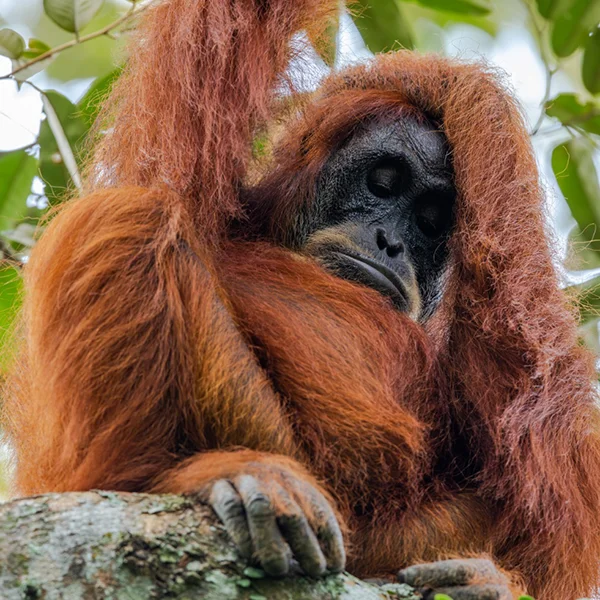 Sumatran orangutan with a thoughtful expression resting in a tree, its thick reddish fur framing its face.
