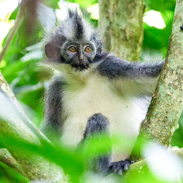 Young Thomas’s langur monkey with distinctive black and white fur sitting among the green leaves in the Sumatran forest.