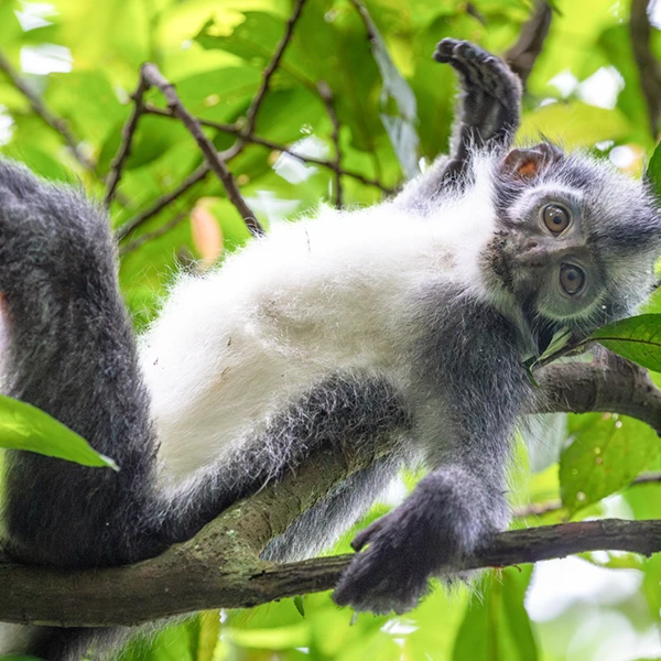 Adventurous Thomas's langur monkey lounging on a branch, gazing curiously in the lush Sumatran forest.