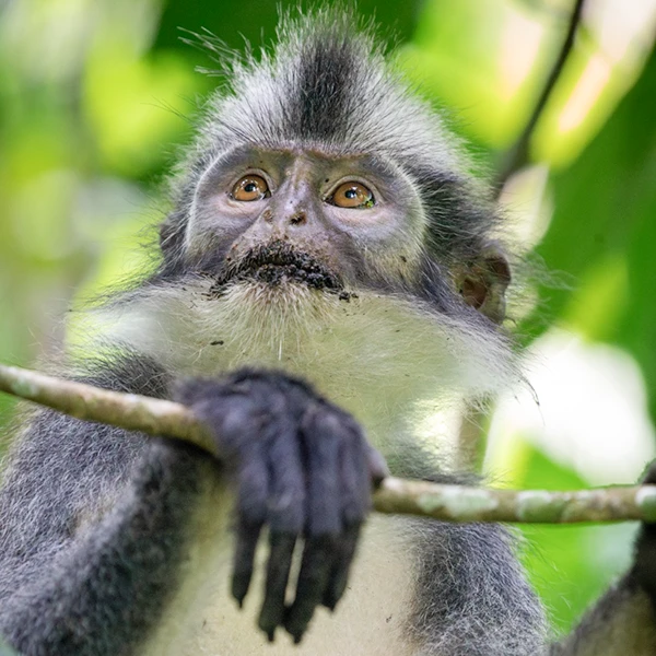 Adventurous Thomas's langur monkey looking up to the tree top