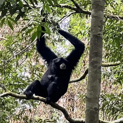 Sumatran black Gibbon mokey in a tree in the jungle near Bukit Lawang