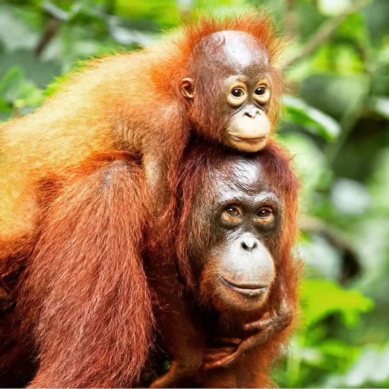 An orangutan mother carrying her child on the back in the jungle of Bukit Lawang