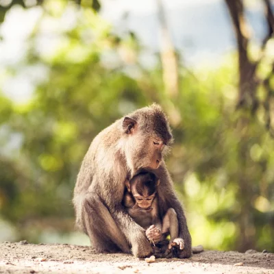 A Sumatran pigtail macaque mother with baby sitting on the ground in the jungle