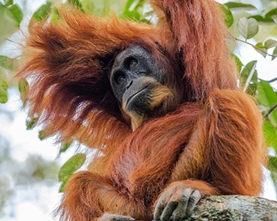 sumatran orangutan relaxing in a tree in the jungle of Bukit Lawang