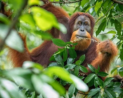 Sumatran orangutan looking through the tree leaves