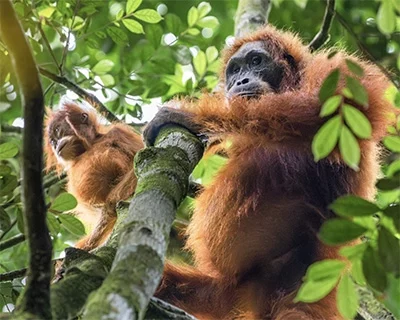 Sumatra orangutan mother with her orangutan baby looking from the trees