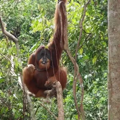 An Sumatra orangutan male is sitting in a tree in the jungle near Bukit Lawang