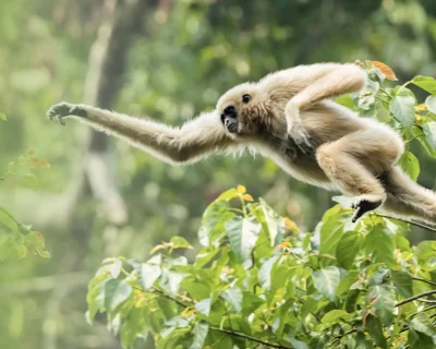 Monkey jumping from one jungle tree to the next jungle tree. Seen at the 1-day jungle trekking with Sumatra Orangutan Trekking compagny.