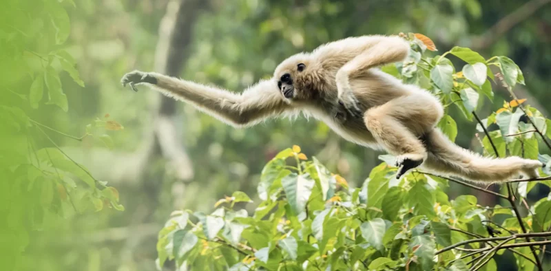 Monkey jumping from one jungle tree to the next jungle tree. Seen at the 1-day jungle trekking with Sumatra Orangutan Trekking compagny.