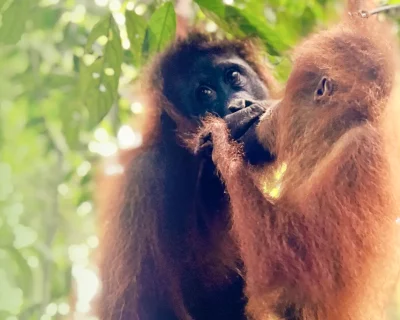 A Sumatra orangutan mother giving food to her child or giving the child a kiss