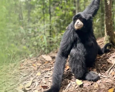 Black gibbon monkey sitting on the ground in the jungle of Bukit Lawang. Seen on a 4-day jungle trekking with the compagny Sumatra Orangutan Trekking.