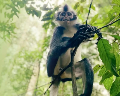 4-hour ethical jungle trekking adventure where they saw a Thomas Leaf monkey sitting in a tree in the Bukit Lawang jungle - seen with Sumatra Orangutan Trekking.