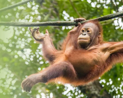 Orangutan swinging in the lians in the Bukit Lawang jungle. Seen on the 5-day jungle trekking with the compagny Sumatra Orangutan Trekking.