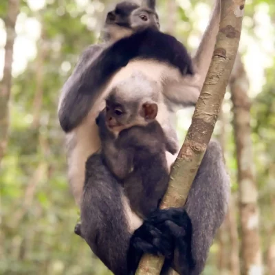 An Sumatran Thomas Leaf Monkey with baby in the jungle of Bukit Lawang