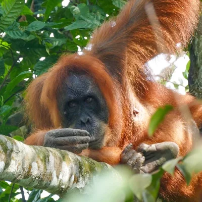 Orangutan relaxing on a branch in the jungle near Bukit Lawang